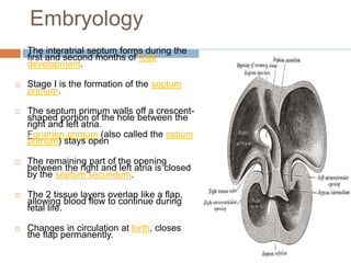 Embryology
 The interatrial septum forms during the
first and second months of fetal
development.
 Stage I is the formation of the septum
primum.
 The septum primum walls off a crescent-
shaped portion of the hole between the
right and left atria.
Foramen primum (also called the ostium
primum) stays open
 The remaining part of the opening
between the right and left atria is closed
by the septum secundum.
 The 2 tissue layers overlap like a flap,
allowing blood flow to continue during
fetal life.
 Changes in circulation at birth, closes
the flap permanently.
 