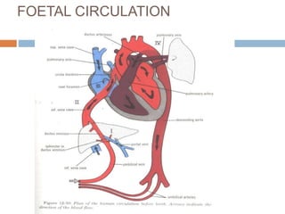 FOETAL CIRCULATION
 