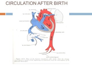 CIRCULATION AFTER BIRTH
 