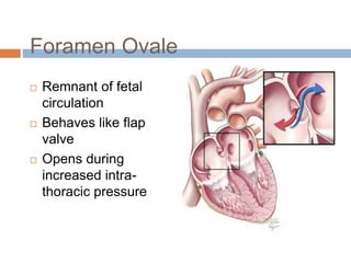 Foramen Ovale
 Remnant of fetal
circulation
 Behaves like flap
valve
 Opens during
increased intra-
thoracic pressure
 