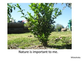 Nature is important to me.
                             Mitatahoka
 