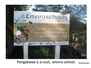 Pongakawa is a cool, enviro-school.   Mitatahoka
 