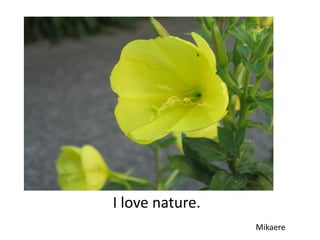 I love nature.
                 Mikaere
 