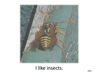 I like insects.   Jimi
 