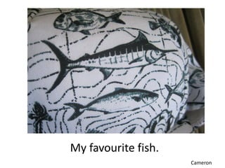 My favourite fish.
                     Cameron
 