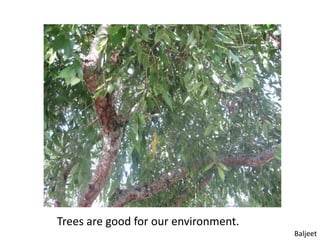 Trees are good for our environment.
                                      Baljeet
 