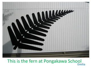 This is the fern at Pongakawa School
                                  Emilia
 
