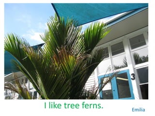 I like tree ferns.   Emilia
 