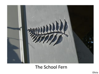 The School Fern
                  Olivia
 