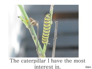 The caterpillar I have the most
         interest in.          Oden
 