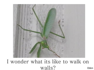 I wonder what its like to walk on
            walls?              Oden
 