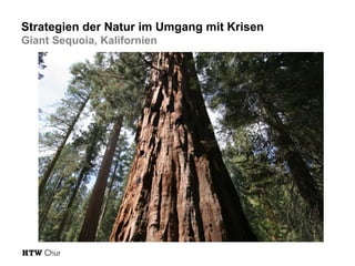 Strategien der Natur im Umgang mit Krisen
Giant Sequoia, Kalifornien

 
