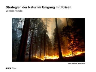 Strategien der Natur im Umgang mit Krisen
Waldbrände

Foto: National Geographic

 