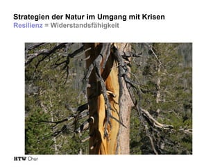 Strategien der Natur im Umgang mit Krisen
Resilienz = Widerstandsfähigkeit

 