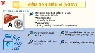 2.1. Viêm gan siêu vi A
HAV là virus chứa chuỗi
ARN đơn.
Diễn biến lành tính, tự giới hạn
Không gây viêm gan mạn tính
Lây qua đường phân – miệng
Sau nhiễm tạo miễn dịch
nhiều năm
Thời gian ủ bệnh khá ngắn: 2 - 6 tuần
Virus trong phân 1-2 tuần
bệnh khởi phát
 virus tồn tại 1 tuần
virus vừa hết
 kháng thể tăng nhanh và tồn tại nhiều năm
02 VIÊM GAN SIÊU VI (VGSV)
 