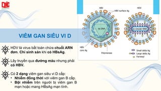 VIÊM GAN SIÊU VI D
HDV là virus bất toàn chứa chuỗi ARN
đơn. Chỉ sinh sản khi có HBsAg.
Có 2 dạng viêm gan siêu vi D cấp:
• Nhiễm đồng thời với viêm gan B cấp.
• Bội nhiễm trên người bị viêm gan B
mạn hoặc mang HBsAg mạn tính.
Lây truyền qua đường máu nhưng phải
có HBV.
 
