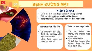 04 BỆNH ĐƯỜNG MẬT
VIÊM TÚI MẬT
• Viêm túi mật hiện tượng nhiễm trùng túi mật.
• Diễn ra đột ngột gọi là viêm túi mật cấp.
• Tái phát nhiều lần gọi là viêm túi mật mãn tính.
Viêm túi mật cấp tính
• Có thể thành bán cấp.
• Bạch cầu hạt thay bằng
bạch cầu ái toan.
• Lắng đọng canxi làm
túi cứng như sứ.
Viêm túi mật mạn tính
• Túi teo, thành dày
trắng, lớp thanh mạc
căng sậm.
• Dịch xanh nhầy.
• Vi thể thấy tương bào,
lympho bào, đại thực
bào, bạch cầu.
 