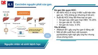 6.1 Carcinôm nguyên phát của gan.
Nguyên nhân và sinh bệnh học
Xơ gan liên quan HCC:
• 80–90% HCC ở vùng ít HBV xuất hiện trên
gan xơ, 10% không xơ (thường ở trẻ em)
• Xuất độ HCC thay đổi theo loại xơ gan:
o Xơ gan sau viêm gan mạn HBV: 15–25%
o Xơ gan sắc tố: 15–30%
o Xơ gan do rượu: 3–5%
Yếu tố khác:
• Aflatoxin B1: gây ung thư gan ở động vật
• Một số dẫn xuất thực vật (cycasin,
pyrolizidine) nghi ngờ gây ung thư nhưng
chưa chứng minh.
 