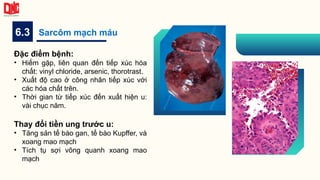 6.3 Sarcôm mạch máu
Đặc điểm bệnh:
• Hiếm gặp, liên quan đến tiếp xúc hóa
chất: vinyl chloride, arsenic, thorotrast.
• Xuất độ cao ở công nhân tiếp xúc với
các hóa chất trên.
• Thời gian từ tiếp xúc đến xuất hiện u:
vài chục năm.
Thay đổi tiền ung trước u:
• Tăng sản tế bào gan, tế bào Kupffer, và
xoang mao mạch
• Tích tụ sợi võng quanh xoang mao
mạch
 