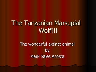 The Tanzanian Marsupial  Wolf!!! The wonderful extinct animal  By  Mark Sales Acosta  