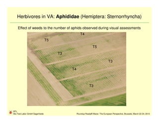 Herbivores in VA: Aphididae (Hemiptera: Sternorrhyncha)

    Effect of weeds to the number of aphids observed during visual assessments
                                                   T4
                                 T5
                                                                T5
                                      T3

                                                                                T3

                                           T4



                                                            T3




BTL
Bio-Test Labor GmbH Sagerheide                  Roundup Ready® Maize: The European Perspective, Brussels, March 22-24, 2010
 