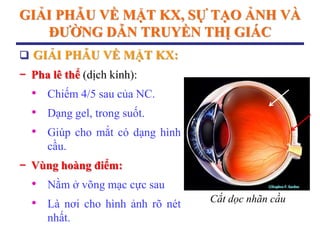 GIẢI PHẪU VỀ MẶT KX, SỰ TẠO ẢNH VÀ
ĐƢỜNG DẪN TRUYỀN THỊ GIÁC
 GIẢI PHẪU VỀ MẶT KX:
− Pha lê thể (dịch kính):
• Chiếm 4/5 sau của NC.
• Dạng gel, trong suốt.
• Giúp cho mắt có dạng hình
cầu.
− Vùng hoàng điểm:
• Nằm ở võng mạc cực sau
• Là nơi cho hình ảnh rõ nét
nhất.
Cắt dọc nhãn cầu
 