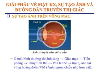 GIẢI PHẪU VỀ MẶT KX, SỰ TẠO ẢNH VÀ
ĐƢỜNG DẪN TRUYỀN THỊ GIÁC
─ Ở mắt bình thường thì ánh sáng → Giác mạc → Tiền
phòng → Thủy tinh thể → Pha lê thể → hội tụ ảnh tại
vùng hoàng điểm/VM (Ảnh ngược chiều nhỏ hơn vật).
 SỰ TẠO ẢNH TRÊN VÕNG MẠC:
Ánh sáng đi vào nhãn cầu
 