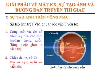 GIẢI PHẪU VỀ MẶT KX, SỰ TẠO ẢNH VÀ
ĐƢỜNG DẪN TRUYỀN THỊ GIÁC
 SỰ TẠO ẢNH TRÊN VÕNG MẠC:
− Sự tạo ảnh trên VM phụ thuộc vào 3 yếu tố:
1. Công suất và chỉ số
khúc xạ của các môi
trường trong suốt:
Tăng → cận, giảm →
viễn thị.
2. Chiều dài trục NC:
Dài → cận, ngắn →
viễn thị. Ánh sáng đi vào nhãn cầu
 