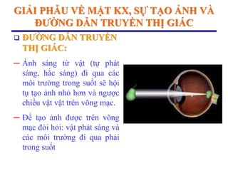 GIẢI PHẪU VỀ MẶT KX, SỰ TẠO ẢNH VÀ
ĐƢỜNG DẪN TRUYỀN THỊ GIÁC
 ĐƢỜNG DẪN TRUYỀN
THỊ GIÁC:
─ Ánh sáng từ vật (tự phát
sáng, hắc sáng) đi qua các
môi trường trong suốt sẽ hội
tụ tạo ảnh nhỏ hơn và ngược
chiều vật vật trên võng mạc.
─ Để tạo ảnh được trên võng
mạc đòi hỏi: vật phát sáng và
các môi trường đi qua phải
trong suốt
 