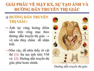 GIẢI PHẪU VỀ MẶT KX, SỰ TẠO ẢNH VÀ
ĐƢỜNG DẪN TRUYỀN THỊ GIÁC
 ĐƢỜNG DẪN TRUYỀN
THỊ GIÁC:
─ Ảnh tại vùng hoàng điểm
nằm trên võng mạc theo
đường dẫn truyền thị giác →
võ não thùy chẩm để nhận
biết.
→Như vậy, để nhìn thấy rõ vật
thì (1): Sự tạo ảnh trên VM
và (2): Đường dẫn truyền thị
giác phải hoàn chỉnh.
Đường dẫn truyền thị giác
 