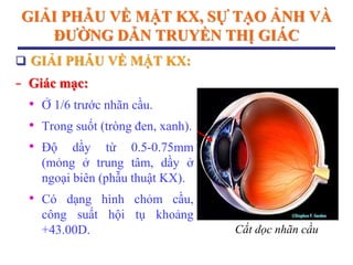 GIẢI PHẪU VỀ MẶT KX, SỰ TẠO ẢNH VÀ
ĐƢỜNG DẪN TRUYỀN THỊ GIÁC
 GIẢI PHẪU VỀ MẶT KX:
− Giác mạc:
• Ở 1/6 trước nhãn cầu.
• Trong suốt (tròng đen, xanh).
• Độ dầy từ 0.5-0.75mm
(mỏng ở trung tâm, dầy ở
ngoại biên (phẫu thuật KX).
• Có dạng hình chỏm cầu,
công suất hội tụ khoảng
+43.00D. Cắt dọc nhãn cầu
 