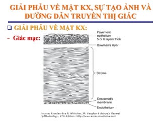 GIẢI PHẪU VỀ MẶT KX, SỰ TẠO ẢNH VÀ
ĐƢỜNG DẪN TRUYỀN THỊ GIÁC
 GIẢI PHẪU VỀ MẶT KX:
− Giác mạc:
 