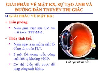 GIẢI PHẪU VỀ MẶT KX, SỰ TẠO ẢNH VÀ
ĐƢỜNG DẪN TRUYỀN THỊ GIÁC
 GIẢI PHẪU VỀ MẶT KX:
− Tiền phòng:
• Nằm giữa mặt sau GM và
mặt trước TTT-MM..
− Thủy tinh thể:
• Nằm ngay sau mống mắt lổ
đồng tử, trước PLT.
• 2 mặt lồi, trong suốt, công
suất hội tụ khoảng +20D.
• Có thể điều tiết được để
tăng công suất hội tụ.
Cắt dọc nhãn cầu
 