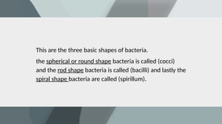 This are the three basic shapes of bacteria.
the spherical or round shape bacteria is called (cocci)
and the rod shape bacteria is called (bacilli) and lastly the
spiral shape bacteria are called (spirillum).
 