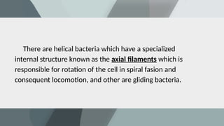 There are helical bacteria which have a specialized
internal structure known as the axial filaments which is
responsible for rotation of the cell in spiral fasion and
consequent locomotion, and other are gliding bacteria.
 