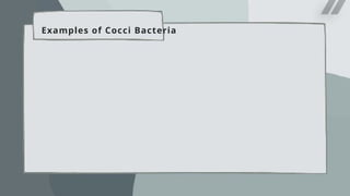 Examples of Cocci Bacteria
 