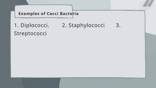 Examples of Cocci Bacteria
1. Diplococci. 2. Staphylococci 3.
Streptococci
 