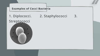 Examples of Cocci Bacteria
1. Diplococci. 2. Staphylococci 3.
Streptococci
 