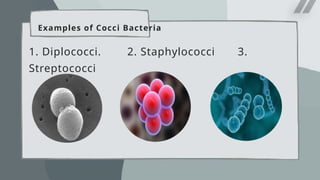 Examples of Cocci Bacteria
1. Diplococci. 2. Staphylococci 3.
Streptococci
 