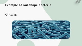 Example of rod shape bacteria
 Bacilli
 