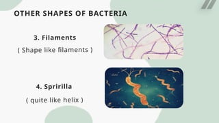 OTHER SHAPES OF BACTERIA
3. Filaments
( Shape like filaments )
4. Spririlla
( quite like helix )
 