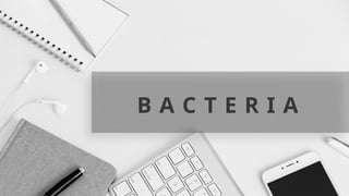B A C T E R I A
 