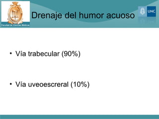 Drenaje del humor acuoso
• Vía trabecular (90%)
• Vía uveoescreral (10%)
