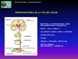 NEUROANATOMIA - NEUROFISIOLOGÍA
RECEPTORES DE TERMINACIONES LIBRES
MECANORECEPTORES Y POLIMODALES
FIBRAS A delta y FIBRAS C
HAZ ESPINOTALÁMICO LATERAL Y ANTERIOR
SISTEMA RETICULAR
TÁLAMO
AMIGDALA HIPOCAMPO HIPOTALAMO
CORTEZA CEREBRAL
ÁREA SENSORIAL Y PREFRONTAL
TRANSDUCCIÓN
TRANSMISIÓN
MODULACIÓN
PERCEPCIÓN
NEUROANATOMIA DE LA VÍA DEL DOLOR
 