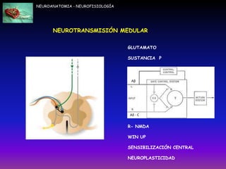 NEUROANATOMIA - NEUROFISIOLOGÍA
GLUTAMATO
SUSTANCIA P
R- NMDA
WIN UP
SENSIBILIZACIÓN CENTRAL
NEUROPLASTICIDAD
NEUROTRANSMISIÓN MEDULAR
Aδ - C
Aβ
 