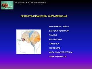 NEUROANATOMIA - NEUROFISIOLOGÍA
GLUTAMATO – NMDA
SISTEMA RETICULAR
TÁLAMO
HIPOTÁLAMO
AMIGDALA
HIPOCAMPO
AREA SOMATOESTÉSICA
ÁREA PREFRONTAL
NEUROTRANSMISIÓN SUPRAMEDULAR
 