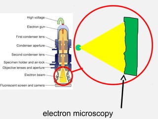 electron microscopy
 