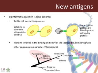Vaccines against East Coast fever: Re-assessment of p67C and identification of new antigens