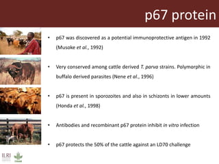 Vaccines against East Coast fever: Re-assessment of p67C and identification of new antigens