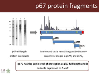 Vaccines against East Coast fever: Re-assessment of p67C and identification of new antigens